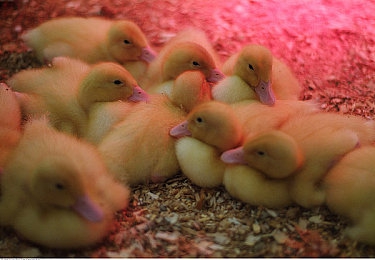 404禁用:虚拟赛道崩溃,在数据碎片中极限竞速求生-3