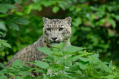 XDEVIOS中文版免费下载:极速狂飙,打造专属座驾,硬核赛车模拟新纪元开启-3