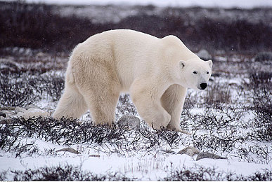 骚黄软件：霓虹都市极速狂飙，用轮胎绘制你的街头艺术传奇