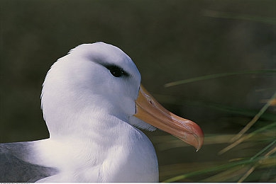 美女没有穿内衣和裤衩和衣服的软件：极速重构,体验彻底解构与重组赛车的硬核模拟革命-3