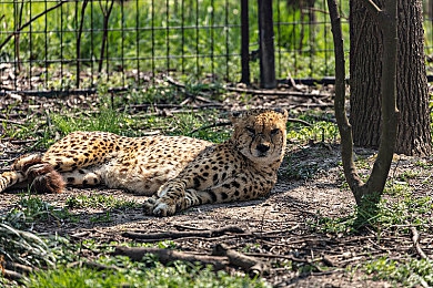 下载黄色网战：《极速狂飙：黄色网战》今日公测，团队竞速与深度改装引爆赛道热潮-2
