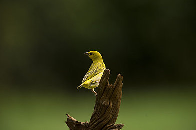 中国十大禁用软件：虚拟竞速公平对决，专业攻略助你成为赛道王者-3