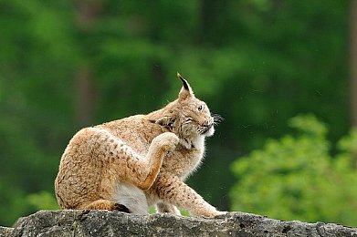 三上悠亚被c哭是哪一部：虚拟偶像的雨夜竞速，泪水与引擎的轰鸣交响