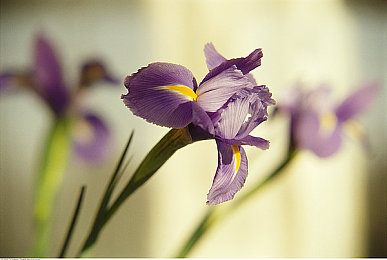 又痛又爽的打扑克：《极限竞速：扑克牌局》今日上线，体验速度与策略的双重心跳博弈-5