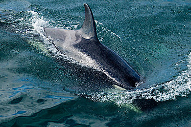 免费OPPO版破解大全免费下载:极致竞速体验,OPPO专属优化畅享移动飞车世界-1