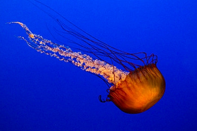 搞黄羞羞软件:极速幻影引爆改装热潮,创意涂装与声效颠覆传统竞速体验-1