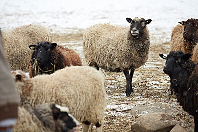 黄色播放器:经典警匪追逐游戏深度回顾,兰博基尼Diablo SV的黄金年代传奇-5