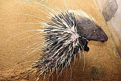 男生把隐私插入女生的隐私里的软件：赛博朋克黑客新作，在数据迷宫中破解道德谜题