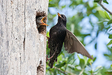 小男孩与妈妈小马拉大车:家园拉力赛今日上线,双人协作驾驶开启温情冒险之旅-3