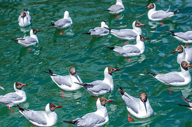 黄3.03:极速幻影,弯道艺术与物理法则的百分之三秒博弈-3