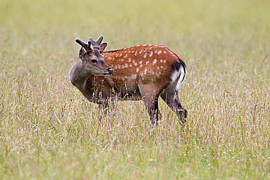 明里 被邻居侵犯7天：七日围城心理博弈，生存解谜直面边界恐惧