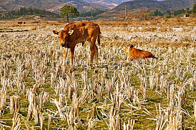 艳色TV：霓虹都市极速狂飙，直播互动改写赛车游戏新纪元-4