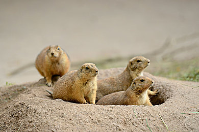 男人和女人差差差的软件:极速方程式,性别调校与赛道策略的多元竞速模拟-2