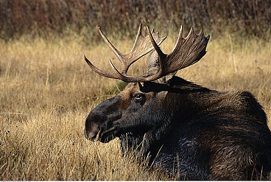 黄色软件app3.0.3vivo:解锁隐藏车辆秘籍曝光,极限竞速街头狂飙正版攻略大揭秘-3