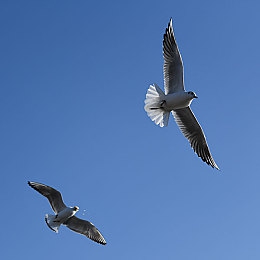 撸了吗：在墨西哥的狂野与浪漫中，体验极致竞速的艺术-5