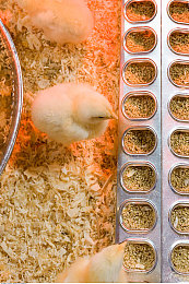 软件3.3.0免费版下载安装：极速进化，柏林赛道与电动狂潮的终极驾驭-3