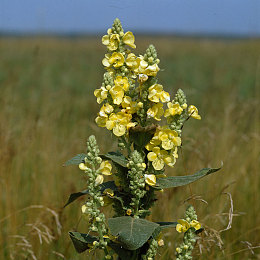 免費A漫-禁漫天堂:疾速墨影,漫画都市的地下竞速传说-2