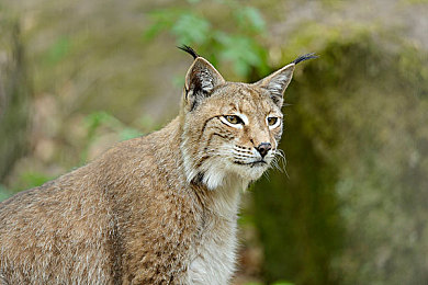 黄色线观看：征服墨西哥弯道，动态指引线中的驾驶艺术与进阶奥秘-2