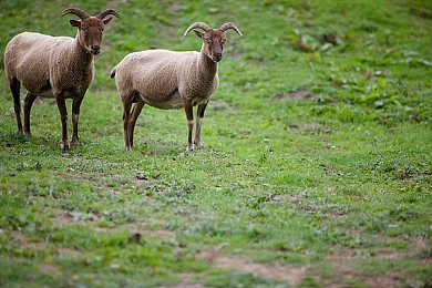 大象影视传媒ceo入口门户官网：虚拟娱乐帝国崛起，极速制片厂今日开启总裁征程-5