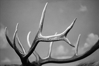 oppo3.0.3免费下载大全:极速驰骋,地平线上自由探索的无尽驾驶之旅-3