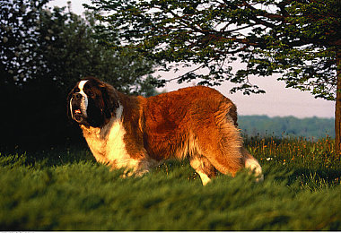 日本性网:霓虹夜幕下的街头传说,东京湾岸极速狂飙之旅-2
