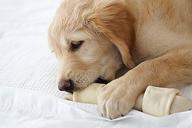 小食人鱼购买:驾驭机械猛兽,征服狂野水域竞速之旅-2