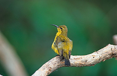 绿帽吃瓜事件黑料吃瓜：《极速背叛：街头狂飙》正式发售，情感纠葛与硬核赛车重塑竞速游戏叙事-2