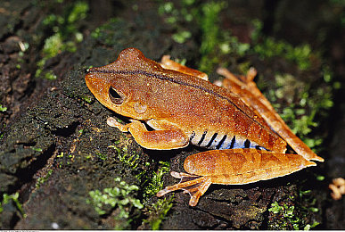 黄色软件下载免费OPPO:极速狂飙都市风云,合法攻略助你称霸赛道-4