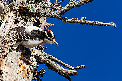 好色先生TV丝瓜:竞速游戏新作颠覆传统,色彩狩猎玩法引领感官革命-4