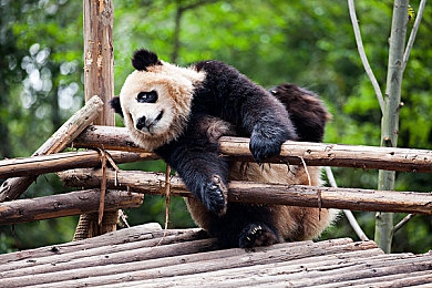大屁股 欧美：驾驭经典肌肉车，征服开放世界街头竞速-4