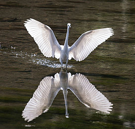 男生女生差差差APP下载:双重视角竞速,性别驾驶差异赛道挑战-1