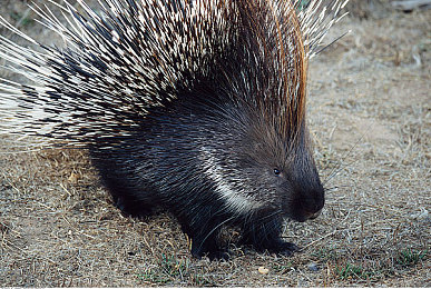 黄色软件33：代码飞驰，霓虹赛道上的黑客极速对决-2