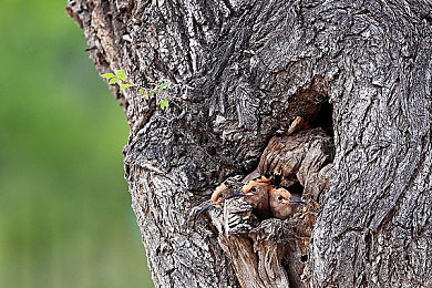 被按摩高潮：极致驾驶快感，地平线5触觉反馈系统带来沉浸式体验-3
