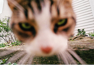 国产麻豆三级电影：轰鸣进化，从模仿到超越的赛道征程