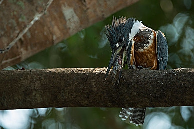 软件免费下载3.0.3免费版oppo：OPPO设备专属优化版上线，极限竞速地平线移动端实现主机级画质-4