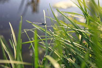害羞草研究所：生物仿生赛车新作问世，车辆可随环境实时变形-2