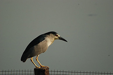 极度淫虐性受虐狂小说：在虚拟痛楚中淬炼极致掌控的赛车之道-2