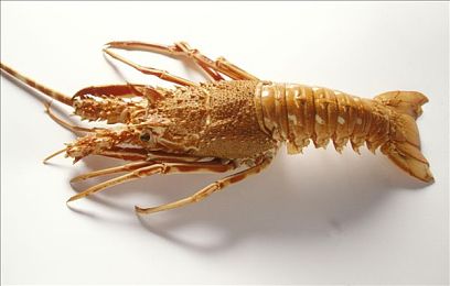 男生捅女生下面软件：极速穿刺，在代码与引擎的战场改写竞速规则-5