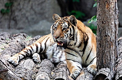 不知火舞和三个小孩在公园：经典格斗女神携童心小队，开启公园奇幻冒险新篇章-3