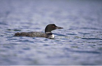 亚洲区一：极限竞速地平线5全新DLC上线，东方都市赛道驾驭攻略全解析-2