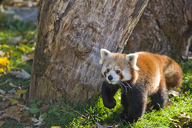 奴役 支配 性狂虐 鞭刑 极端：十年后再回首，奥德赛西游如何用头箍讲述一段废土羁绊-2