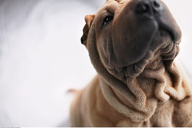 天美麻花果冻,麻花传苏:弹性传动幻想曲,软核竞速甜味革命-5