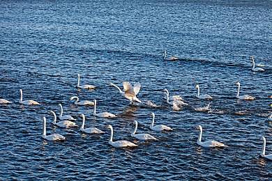 我把老师按在桌子吵：课堂策略竞速新作，巧妙制造混乱完成限时任务-3