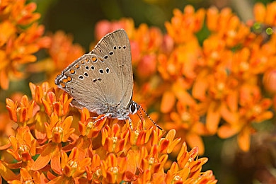 狼人干区综合图片：暗夜狂飙，身份迷局，生存竞速揭开谎言对决