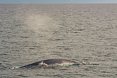亚洲精一区二区：极速分野，真实与狂野的双重驾驶哲学-2