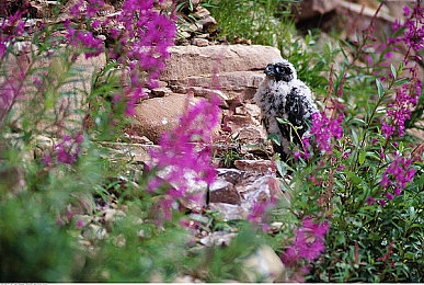 私密按摩时被夹到高潮会怎么样:沉浸式竞速新作发布,极致感官反馈引发玩家热议-1