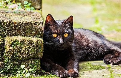 双人床打扑克网站：极速扑克双人竞速，卡牌策略与赛车狂飙的协作盛宴-4