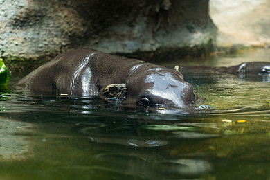 破解黄色软件：《极速解码：霓虹狂飙》正式发售，双线操作引爆赛博竞速新潮流-4