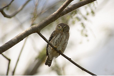 男的机机桶女的里面:引擎之心革新竞速体验,人车共鸣开启驾驶新境界-3