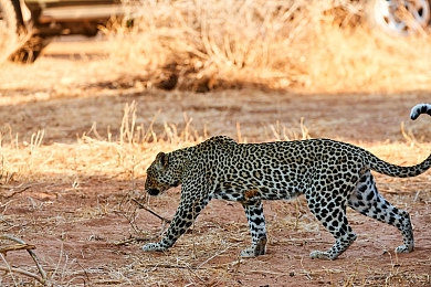 站长统计草莓视频:极速狂飙,数据赛道上的智慧竞速博弈-3